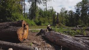 Seasonal Cleanup (Spring/Fall) in South Sumter, SC