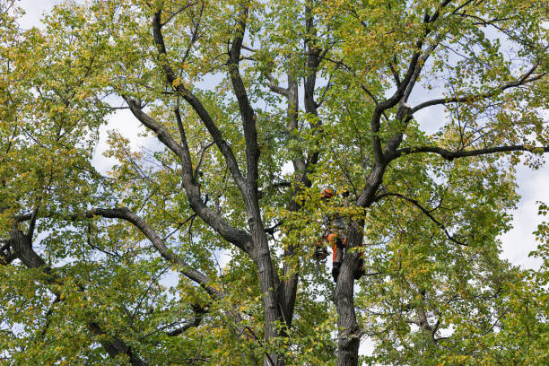 Professional Tree Care in South Sumter, SC